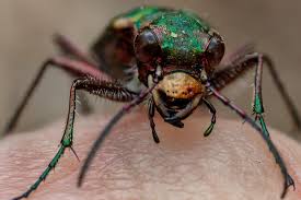 Attēlu rezultāti vaicājumam “Cicindela campestris”