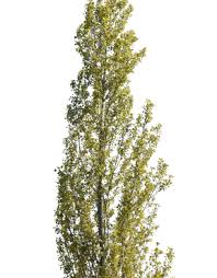 Attēlu rezultāti vaicājumam “Populus nigra Italica”