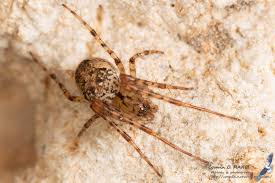 Attēlu rezultāti vaicājumam “Metellina merianae”