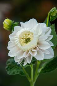 Image result for Dahlia hybrid.