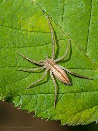 Attēlu rezultāti vaicājumam “Tibellus oblongus”