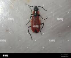 Attēlu rezultāti vaicājumam “Anthocomus rufus”