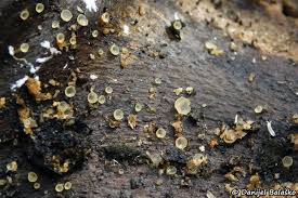 Attēlu rezultāti vaicājumam “Hyalorbilia inflatula”