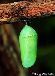 Attēlu rezultāti vaicājumam “pupa”