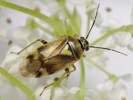 Attēlu rezultāti vaicājumam “Orthops campestris”