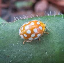 Attēlu rezultāti vaicājumam “Halyzia sedecimguttata”