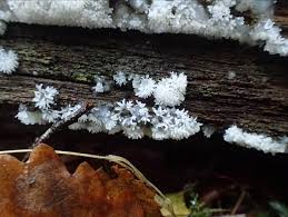 Attēlu rezultāti vaicājumam “Ombrophila violacea spores”