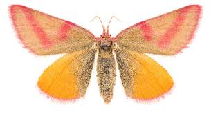 Attēlu rezultāti vaicājumam “Lythria cruentaria”