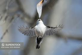 Attēlu rezultāti vaicājumam “Aegithalos caudatus”