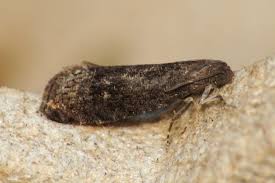 Attēlu rezultāti vaicājumam “Grapholita funebrana”