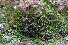 Attēlu rezultāti vaicājumam “Rhabdoweisia fugax”