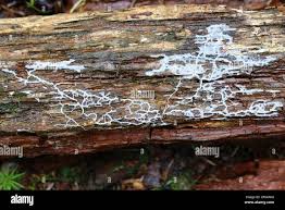 Attēlu rezultāti vaicājumam “Diderma radiatum”