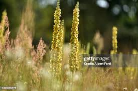 Image result for Königskerzen