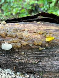 Attēlu rezultāti vaicājumam “Myxarium nucleatum”