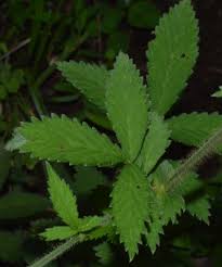 Attēlu rezultāti vaicājumam “Agrimonia pilosa leaf”