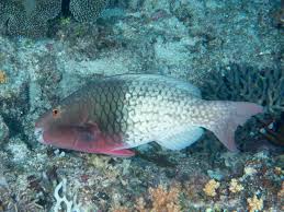 Image result for Scarus rubroviolaceus