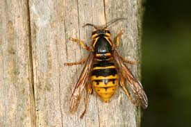 Attēlu rezultāti vaicājumam “Dolichovespula media”