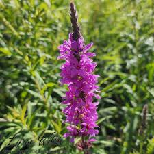 Attēlu rezultāti vaicājumam “Lythrum salicaria fruit”