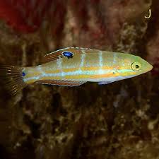 Image result for Halichoeres radiatus