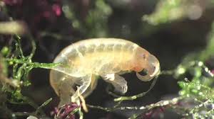 Attēlu rezultāti vaicājumam “Talitrus saltator”