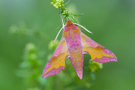 Attēlu rezultāti vaicājumam “Deilephila porcellus”