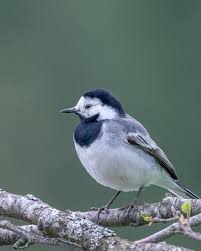 Image result for Motacilla alba