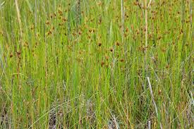 Attēlu rezultāti vaicājumam “Rhynchospora fusca”