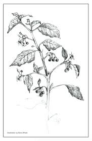 Attēlu rezultāti vaicājumam “Solanum nigrum”