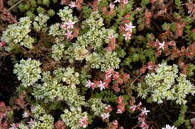 Attēlu rezultāti vaicājumam “Scleranthus perennis flower”