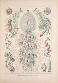Image result for ernst haeckel