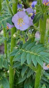 Attēlu rezultāti vaicājumam “Polemonium caeruleum leaf”