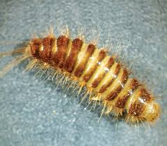 Attēlu rezultāti vaicājumam “Enteridium variabile”