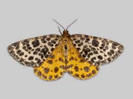 Attēlu rezultāti vaicājumam “Arichanna melanaria”