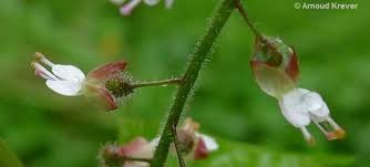 Attēlu rezultāti vaicājumam “Circaea lutetiana bud”