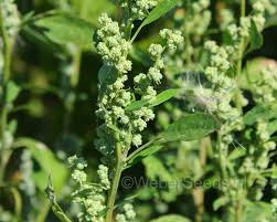Attēlu rezultāti vaicājumam “Chenopodium album”