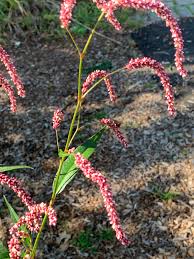 Attēlu rezultāti vaicājumam “Persicaria lapathifolia flower”