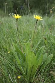 Attēlu rezultāti vaicājumam “Scorzonera humilis bud”