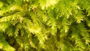 Attēlu rezultāti vaicājumam “Anomodon attenuatus sporophyte”