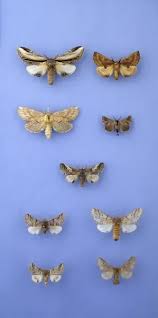 Attēlu rezultāti vaicājumam “Notodontidae”