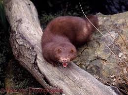 Attēlu rezultāti vaicājumam “Mustela vison”