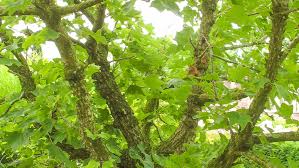 Attēlu rezultāti vaicājumam “Kalopanax septemlobus fruit”