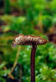 Attēlu rezultāti vaicājumam “Auriscalpium vulgare”