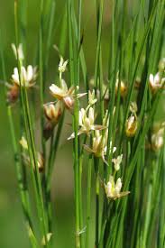 Attēlu rezultāti vaicājumam “Juncus stygius”