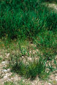 Attēlu rezultāti vaicājumam “Juncus compressus”