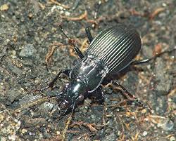 Attēlu rezultāti vaicājumam “Pterostichus niger”