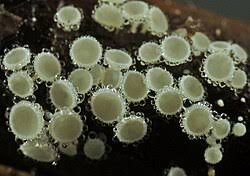 Attēlu rezultāti vaicājumam “Lachnum corticale”