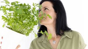 Image result for Petersilie