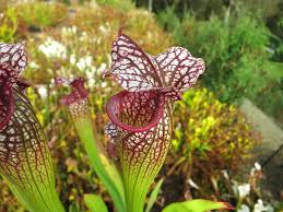 Attēlu rezultāti vaicājumam “Diachea muscorum stalked”