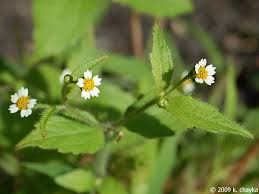 Attēlu rezultāti vaicājumam “Galinsoga quadriradiata flower”