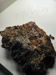 Attēlu rezultāti vaicājumam “Arcyria globosa stalked”